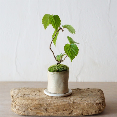 ガマズミのミニ盆栽｜新月のうつわ その他アート Sekibokka 通販