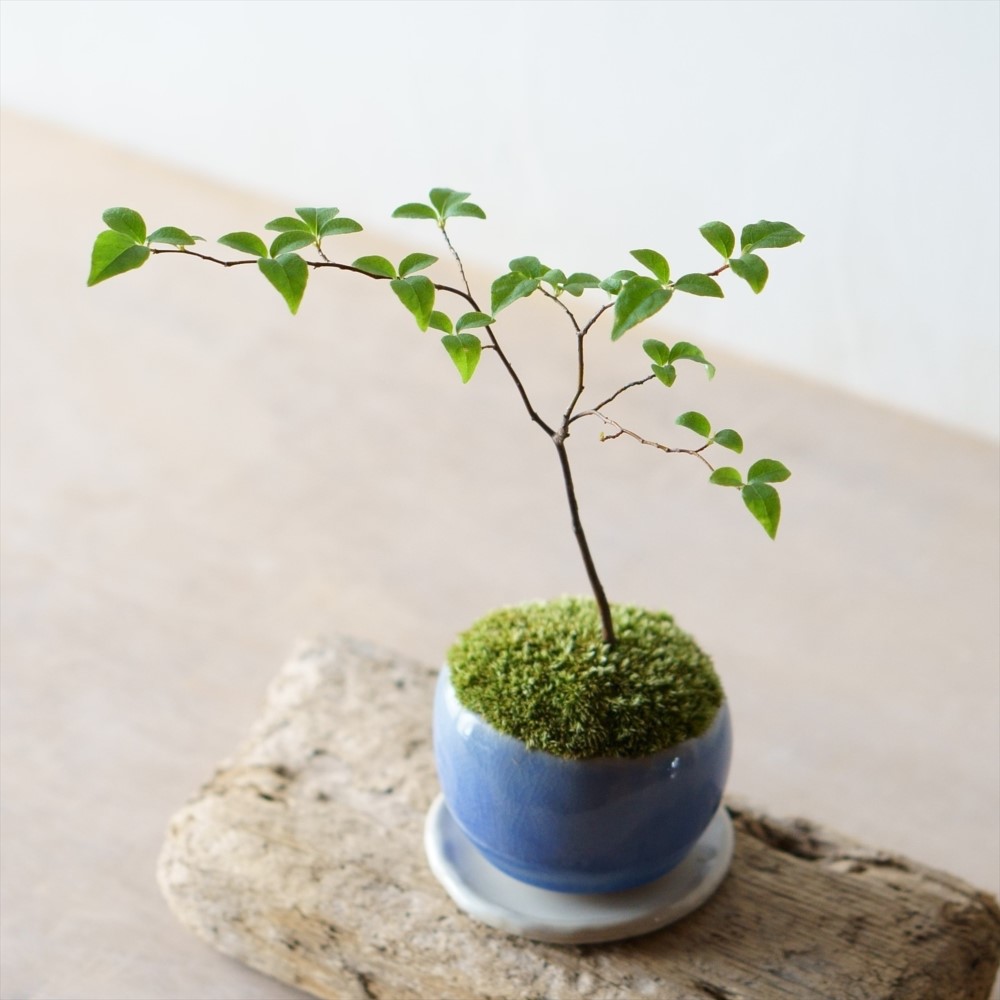 エゴノキのミニ盆栽｜淡藤のうつわ その他インテリア雑貨