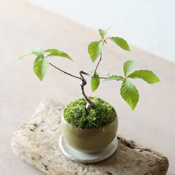 コナラのミニ盆栽｜うぐいす色のうつわ その他インテリア雑貨