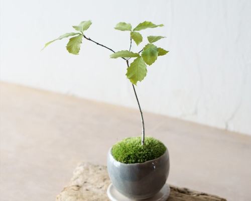 コナラのミニ盆栽｜青銀のうつわ その他インテリア雑貨 Sekibokka 通販