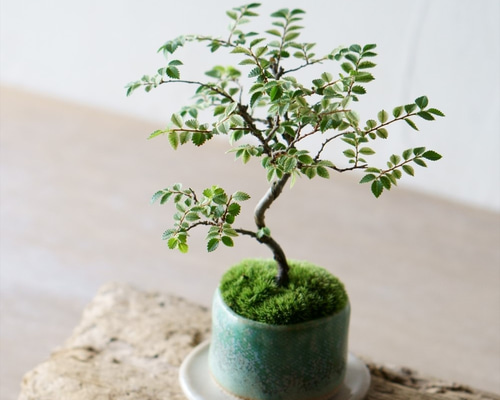 金芽ケヤキのミニ盆栽｜結晶のうつわ その他インテリア雑貨 Sekibokka