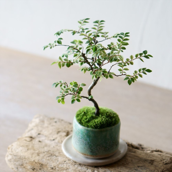 金芽ケヤキのミニ盆栽｜結晶のうつわ その他インテリア雑貨 Sekibokka