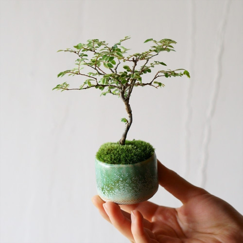 金芽ケヤキのミニ盆栽｜結晶のうつわ その他インテリア雑貨 Sekibokka