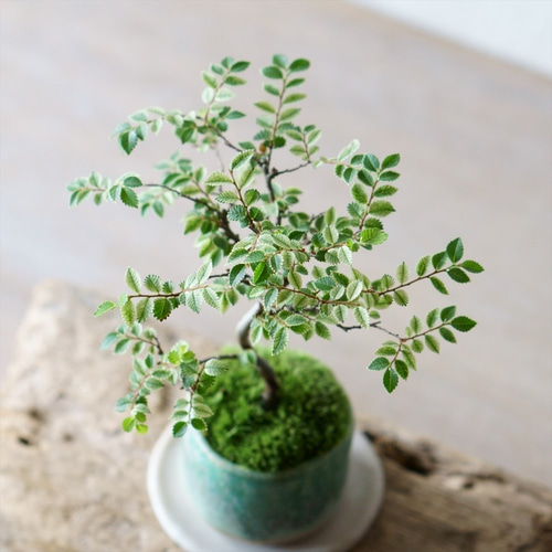 金芽ケヤキのミニ盆栽｜結晶のうつわ その他インテリア雑貨 Sekibokka