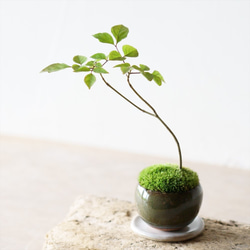 0_965ab8bcdd2b44c52a9ceaafc178