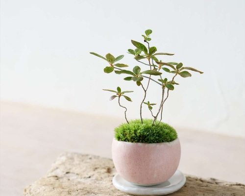 0_05590d9812614dab078cd1adeb58