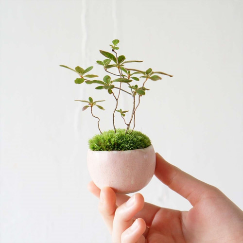 ヤマツツジのミニ盆栽｜桃色のうつわ その他インテリア雑貨 Sekibokka