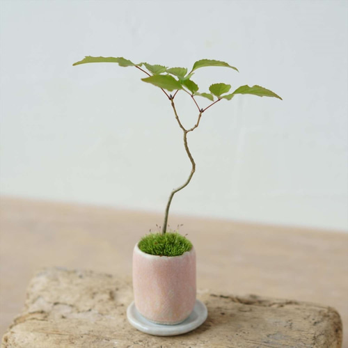 アオダモ盆栽 SS001 盆栽創 / アオダモ盆栽 SS001