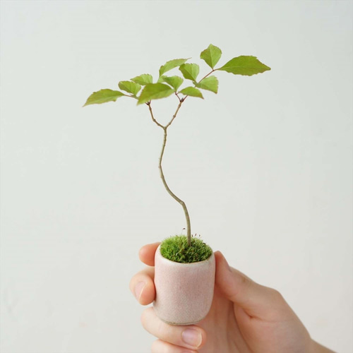 アオダモ盆栽 SS001 アオダモ盆栽 SS001 アオダモ : bonsai英樹