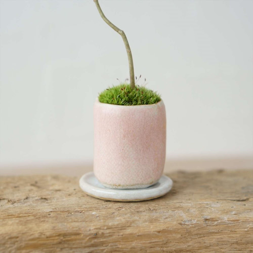 アオダモ盆栽 SS001 植木 アオダモ盆栽 SS001 ミニ盆栽