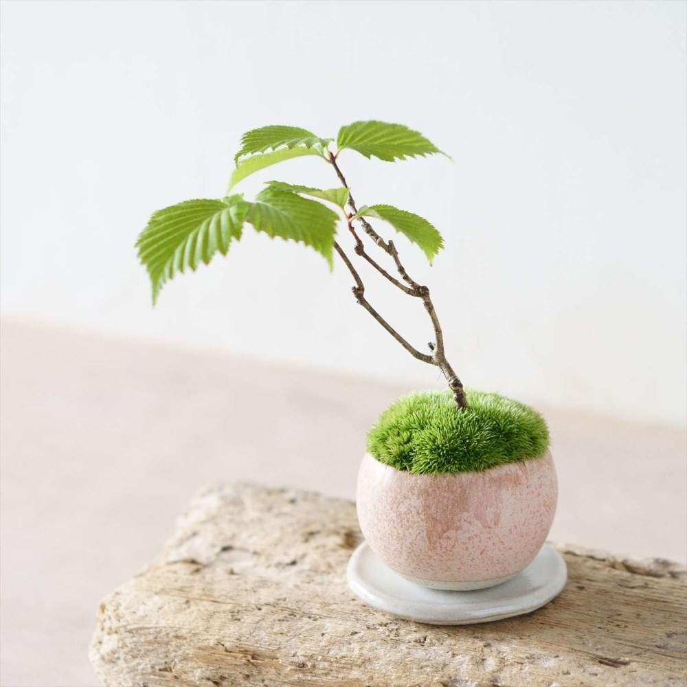 アズキ梨盆栽　実付き　珍品盆栽