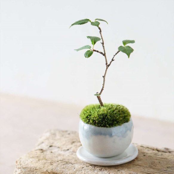 ヤマザクラのミニ盆栽｜青銀流れのうつわ その他インテリア雑貨