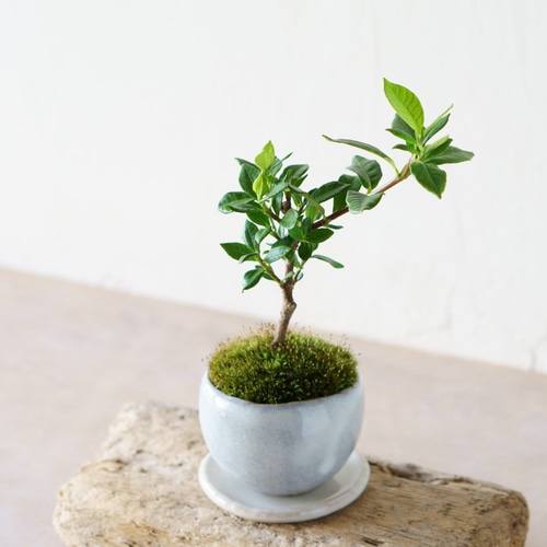 ミニ盆栽 クチナシ クチナシ-O1（くちなし・梔子）ミニ盆栽の販売と