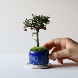 シロシタンのミニ盆栽｜瑠璃色のうつわ 2枚目の画像