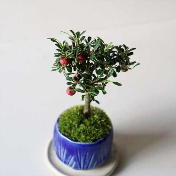 シロシタンのミニ盆栽｜瑠璃色のうつわ 3枚目の画像