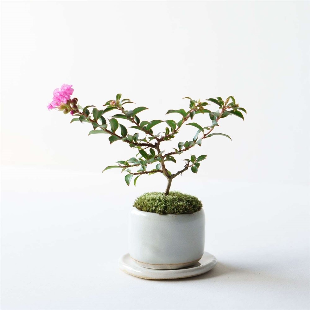 姫サルスベリ、小品盆栽、 楽天市場】姫サルスベリ / 百日紅 小品盆栽 （いよじ園） : いよ