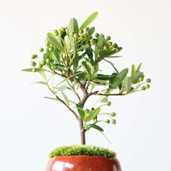 【数量限定5点 秋の福袋】トキワサンザシのミニ盆栽と受け皿セット＋おまけ 4枚目の画像