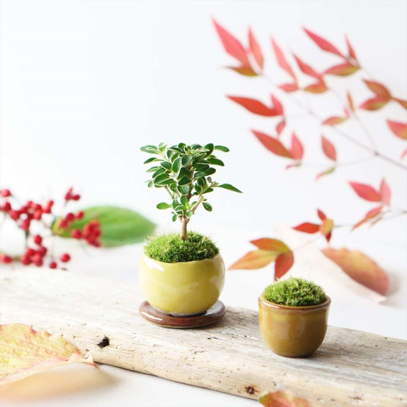 【数量限定8点 秋の福袋】白鳥花のミニ盆栽と受け皿セット＋おまけ 1枚目の画像