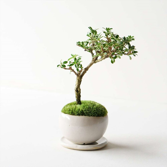 白鳥花のミニ盆栽｜萩のうつわ その他インテリア雑貨 Sekibokka