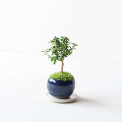 香丁木のミニ盆栽｜藍のうつわ 1枚目の画像