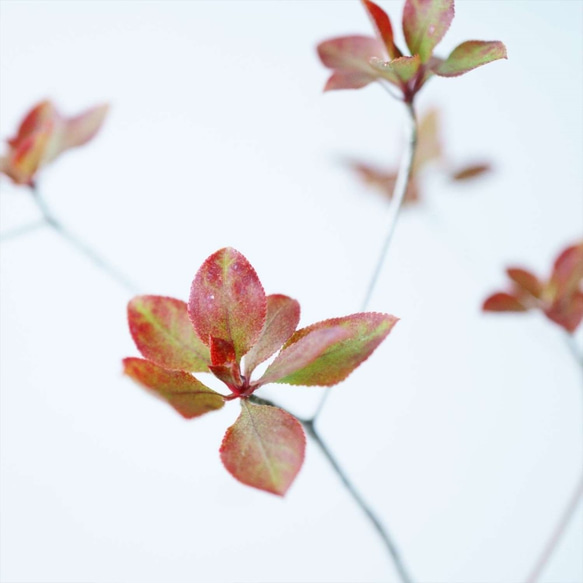 ヤマドウタンのミニ盆栽｜白いうつわ 4枚目の画像