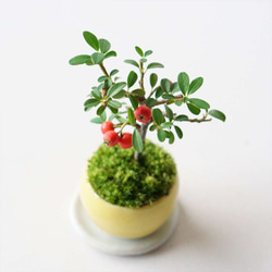 カマツカコケモモのミニ盆栽｜檸檬色のうつわ 3枚目の画像