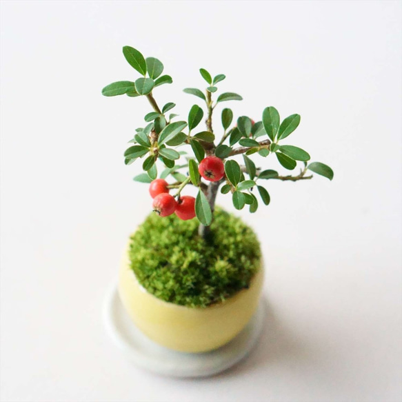 カマツカコケモモのミニ盆栽｜檸檬色のうつわ 3枚目の画像