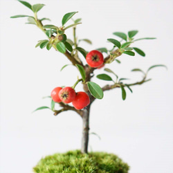 カマツカコケモモのミニ盆栽｜檸檬色のうつわ 4枚目の画像