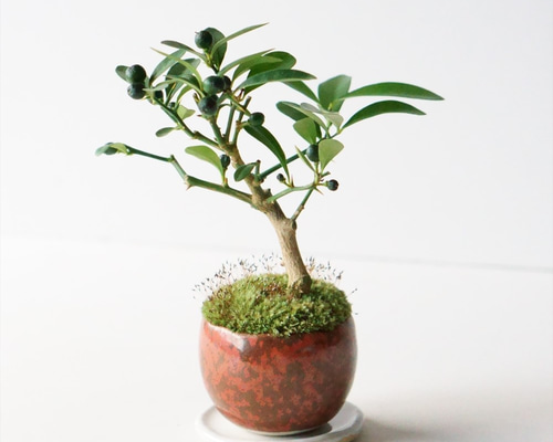 キンズのミニ盆栽｜鉄赤のうつわ アートフラワー Sekibokka 通販