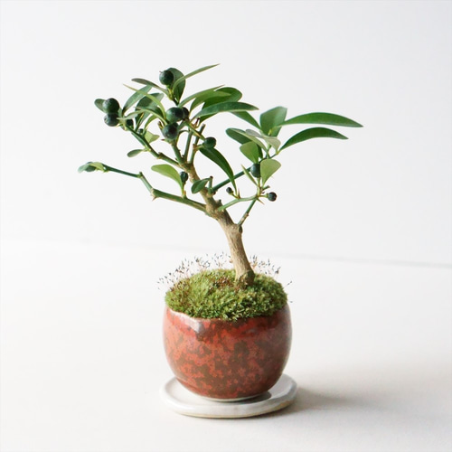 キンズのミニ盆栽｜鉄赤のうつわ アートフラワー Sekibokka 通販