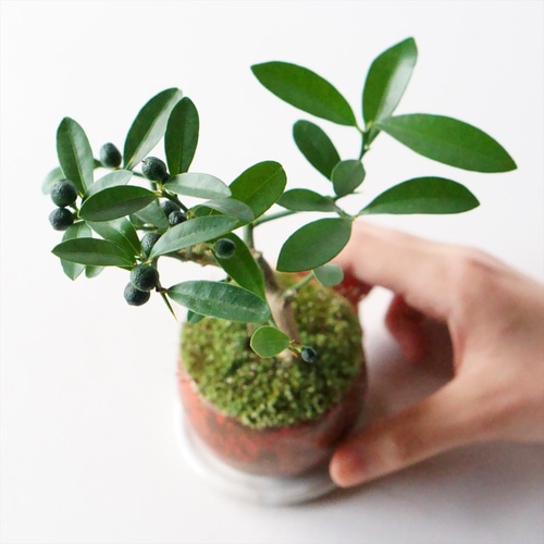 キンズのミニ盆栽｜鉄赤のうつわ アートフラワー Sekibokka 通販