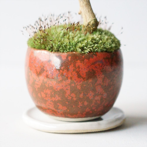 キンズのミニ盆栽｜鉄赤のうつわ アートフラワー Sekibokka 通販