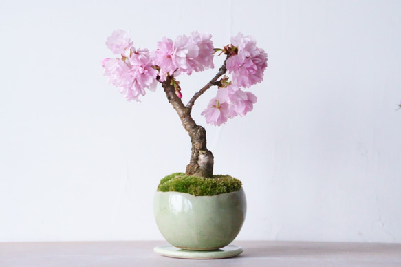 【再販】旭山桜のミニ盆栽｜瑠璃色のうつわ 6枚目の画像