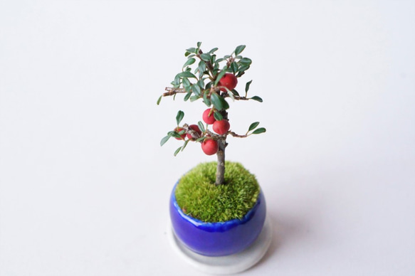 シロシタンのミニ盆栽｜瑠璃色のうつわ 5枚目の画像