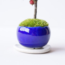 シロシタンのミニ盆栽｜瑠璃色のうつわ 6枚目の画像