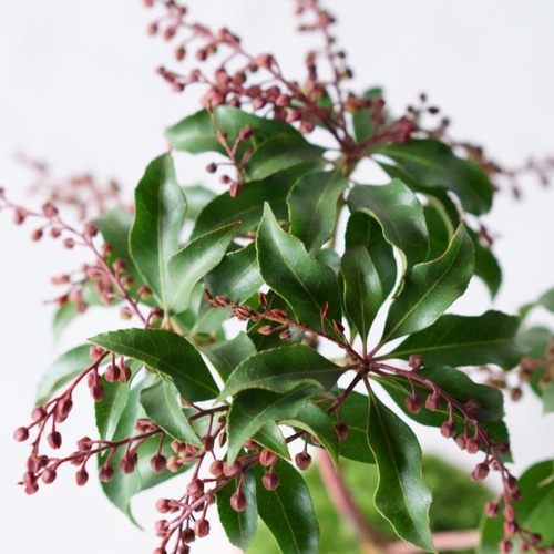 アセビのミニ盆栽｜桃色のうつわ アートフラワー Sekibokka 通販