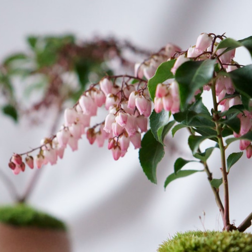 アセビのミニ盆栽｜桃色のうつわ アートフラワー Sekibokka 通販