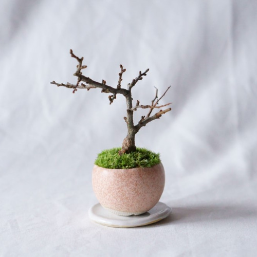 一点物】盆栽・梅・造花・工芸盆栽・手作り 【公式通販】