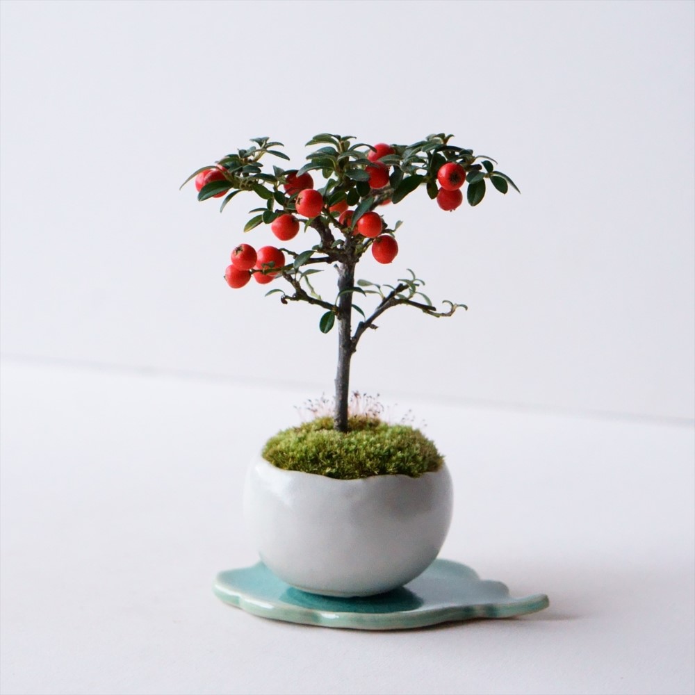 あめつち工房　ミニ盆栽 あめつち工房 ミニ盆栽 工房あめつち 豆盆栽 【公式通販】