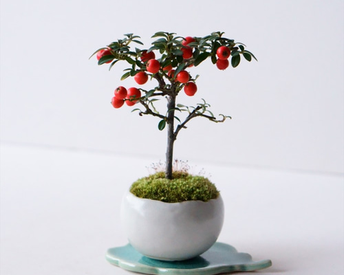カマツカコケモモのミニ盆栽｜白いうつわ アートフラワー Sekibokka