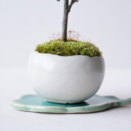 カマツカコケモモのミニ盆栽｜白いうつわ アートフラワー Sekibokka