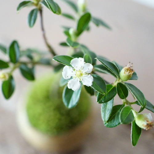 カマツカコケモモのミニ盆栽｜白いうつわ アートフラワー Sekibokka