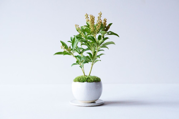 ★　屋久島マイヅル草盆栽 ☆ 屋久島マイヅル草盆栽