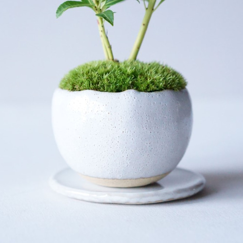 ★　屋久島マイヅル草盆栽 ヤクシママイヅルソウ-山野草・宿根草・高山植物販売専門店岩崎