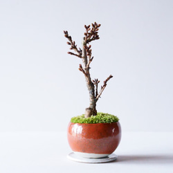 桜祭り！送料無料】旭山桜のミニ盆栽｜鉄赤のうつわ アートフラワー