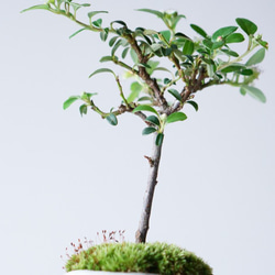 カマツカコケモモのミニ盆栽｜萩のうつわ 5枚目の画像