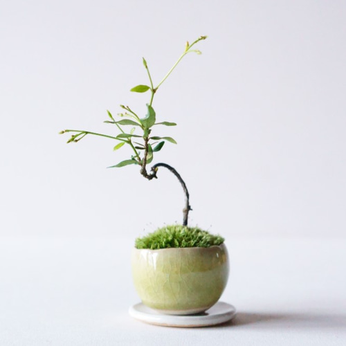 テイカカズラのミニ盆栽｜うぐいす色のうつわ アートフラワー