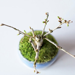 富士桜（白花）のミニ盆栽｜淡藤のうつわ 3枚目の画像