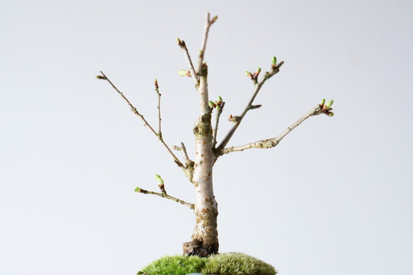 富士桜（白花）のミニ盆栽｜淡藤のうつわ 5枚目の画像