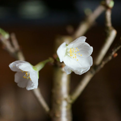 富士桜（白花）のミニ盆栽｜淡藤のうつわ 6枚目の画像